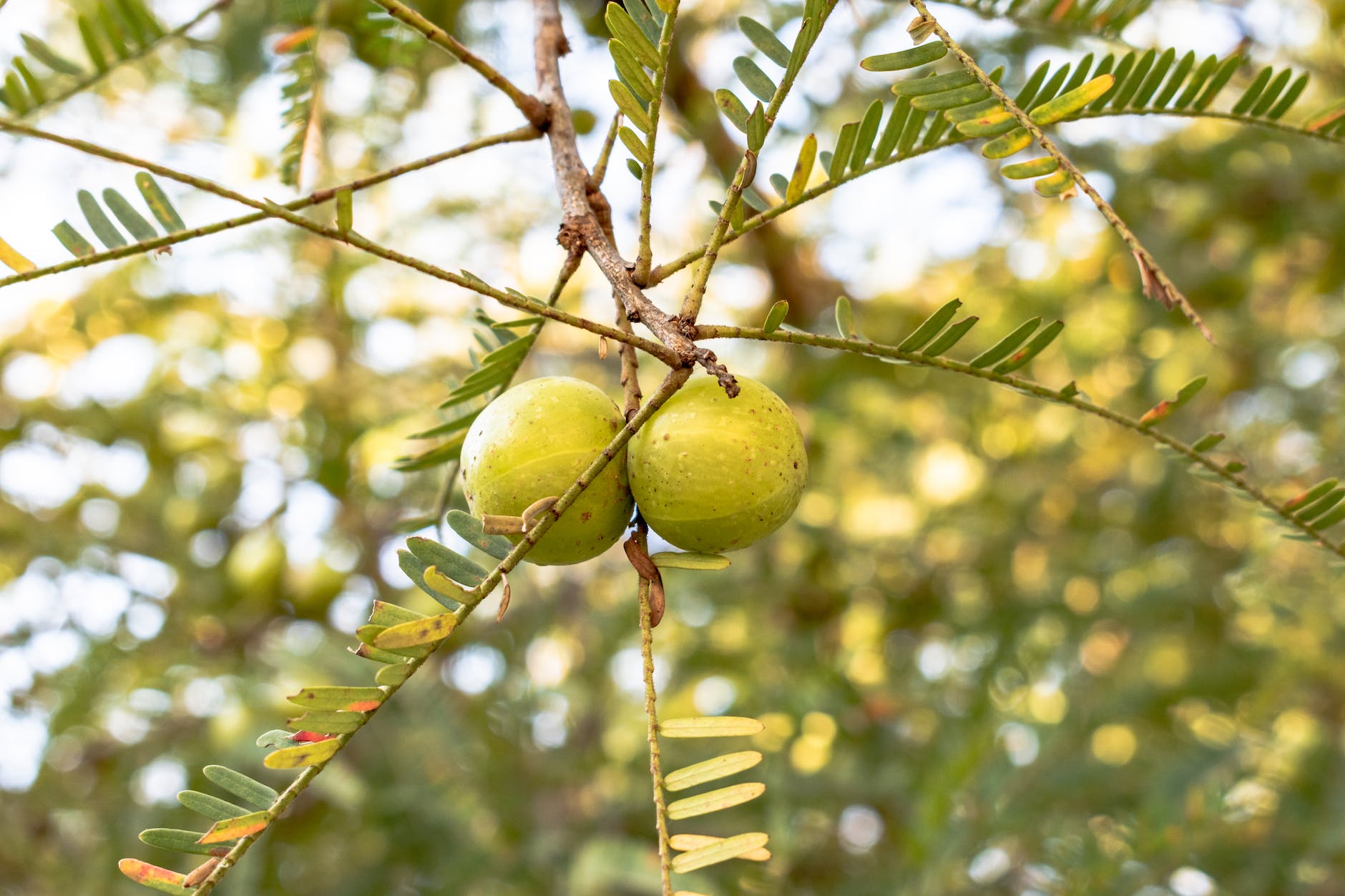 You are currently viewing 25 Amla juice benefits – 25 आंवला जूस के फायदे