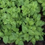 green plants on the ground