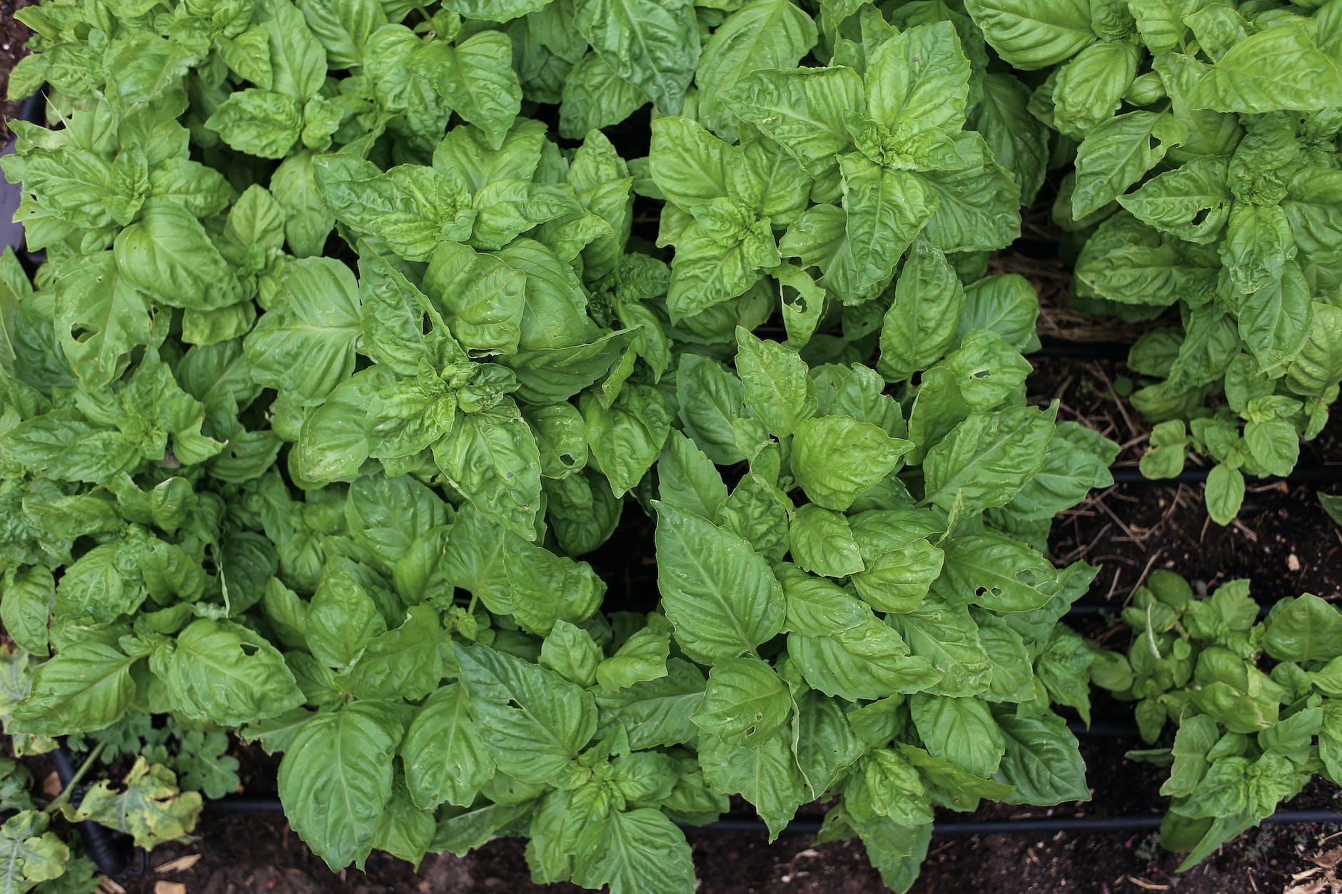 green plants on the ground